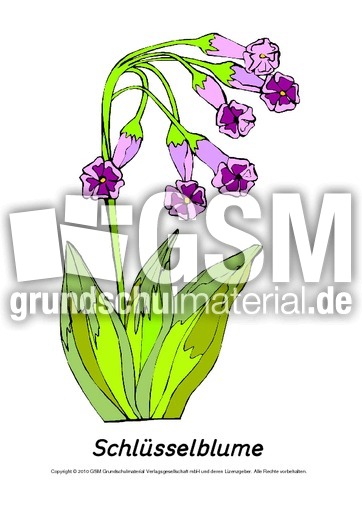 Frühlingsblüher-Tafelkarten-Schlüsselblume.pdf